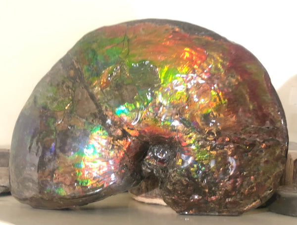 AF-76 Near complete Ammonite Fossil - Placenticeras Meeki　Ammolite **FREE SHIPPING***　