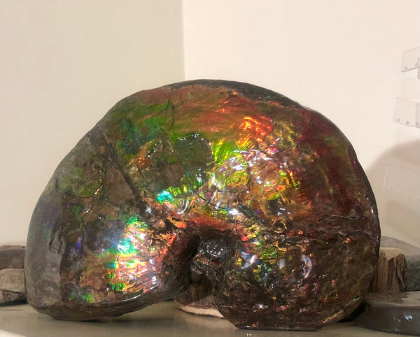 AF-76 Near complete Ammonite Fossil - Placenticeras Meeki　Ammolite **FREE SHIPPING***　