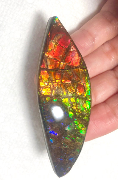 72x24mm Coated Free Form Rainbow Dragonskin - FFC101   - Ammolite アンモライト　ルース　