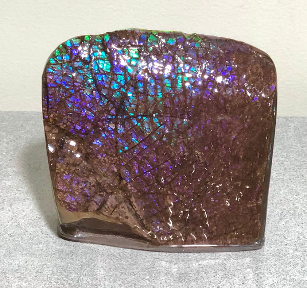 Purple Blue Dragon Skin Collector Stone Double Sided Specimen - CS-207***FREE SHIPPING****アンモライト　コレクターストーン