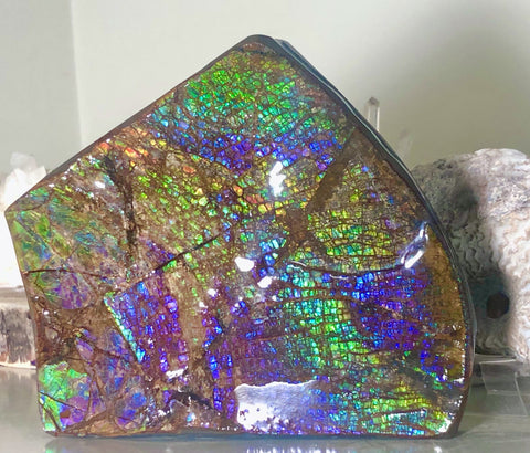 Ammolite Display Stone Hand Specimen Huge Section Piece 150mm 5.9" Collector Stone Home Décor  - CS-208***アンモライト　コレクターストーン
