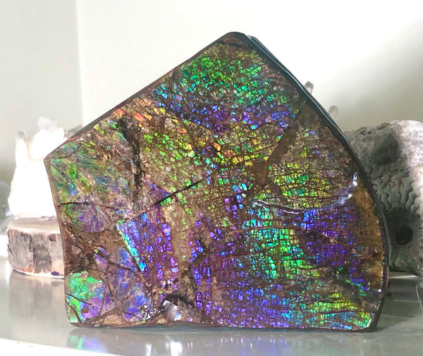Ammolite Display Stone Hand Specimen Huge Section Piece 150mm 5.9" Collector Stone Home Décor  - CS-208***アンモライト　コレクターストーン