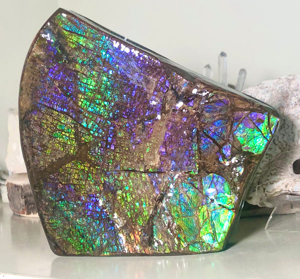 Ammolite Display Stone Hand Specimen Huge Section Piece 150mm 5.9" Collector Stone Home Décor  - CS-208***アンモライト　コレクターストーン