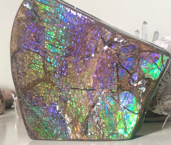 Ammolite Display Stone Hand Specimen Huge Section Piece 150mm 5.9" Collector Stone Home Décor  - CS-208***アンモライト　コレクターストーン