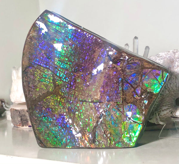 Ammolite Display Stone Hand Specimen Huge Section Piece 150mm 5.9" Collector Stone Home Décor  - CS-208***アンモライト　コレクターストーン