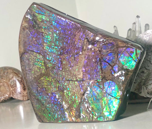 Ammolite Display Stone Hand Specimen Huge Section Piece 150mm 5.9" Collector Stone Home Décor  - CS-208***アンモライト　コレクターストーン