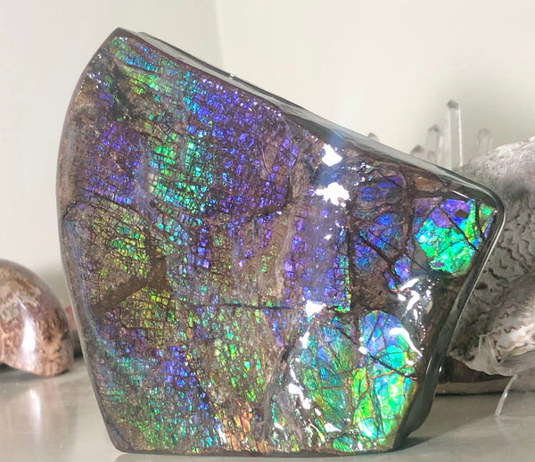 Ammolite Display Stone Hand Specimen Huge Section Piece 150mm 5.9" Collector Stone Home Décor  - CS-208***アンモライト　コレクターストーン