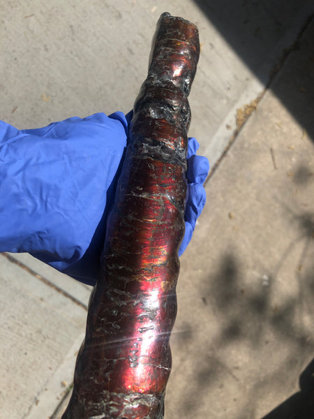 AF-70 Canadian Ammolite Bacculite Hand Polished Fossil LONG  10.78" Piece Baculites　バキュライト　アンモライト Baculite Free Shipping!!