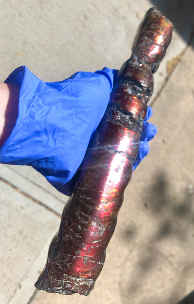 AF-70 Canadian Ammolite Bacculite Hand Polished Fossil LONG  10.78" Piece Baculites　バキュライト　アンモライト Baculite Free Shipping!!