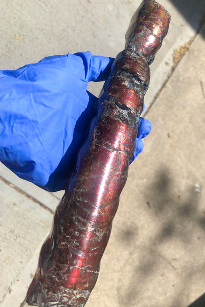 AF-70 Canadian Ammolite Bacculite Hand Polished Fossil LONG  10.78" Piece Baculites　バキュライト　アンモライト Baculite Free Shipping!!