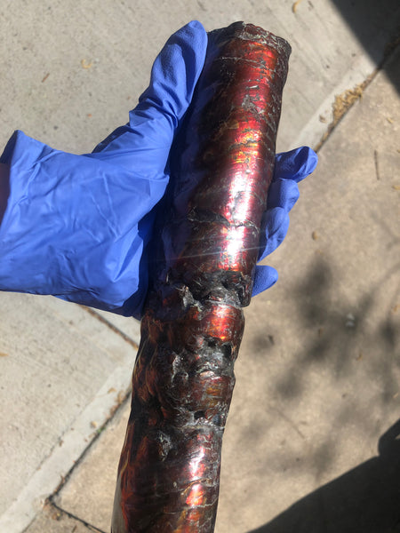 AF-70 Canadian Ammolite Bacculite Hand Polished Fossil LONG  10.78" Piece Baculites　バキュライト　アンモライト Baculite Free Shipping!!