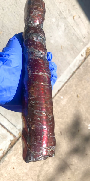 AF-70 Canadian Ammolite Bacculite Hand Polished Fossil LONG  10.78" Piece Baculites　バキュライト　アンモライト Baculite Free Shipping!!