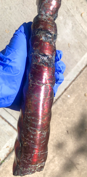 AF-70 Canadian Ammolite Bacculite Hand Polished Fossil LONG  10.78" Piece Baculites　バキュライト　アンモライト Baculite Free Shipping!!