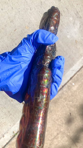 AF-70 Canadian Ammolite Bacculite Hand Polished Fossil LONG  10.78" Piece Baculites　バキュライト　アンモライト Baculite Free Shipping!!
