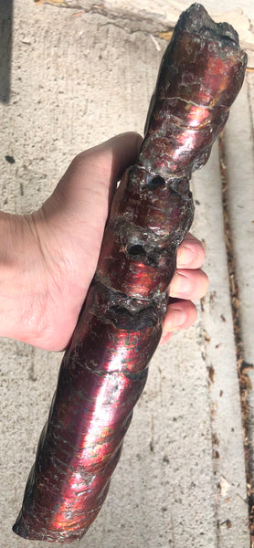 AF-70 Canadian Ammolite Bacculite Hand Polished Fossil LONG  10.78" Piece Baculites　バキュライト　アンモライト Baculite Free Shipping!!