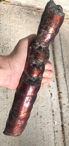 AF-70 Canadian Ammolite Bacculite Hand Polished Fossil LONG  10.78" Piece Baculites　バキュライト　アンモライト Baculite Free Shipping!!