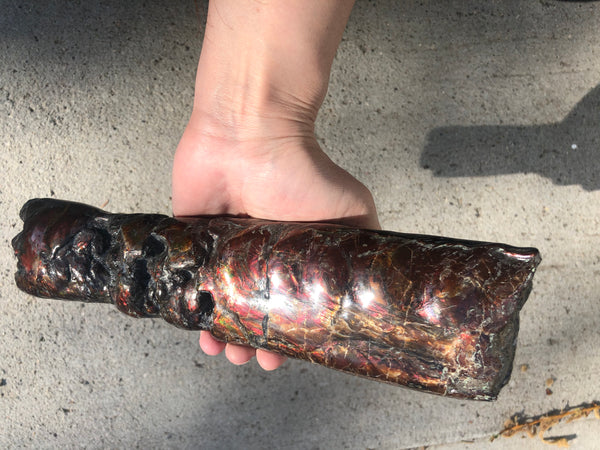 AF-70 Canadian Ammolite Bacculite Hand Polished Fossil LONG  10.78" Piece Baculites　バキュライト　アンモライト Baculite Free Shipping!!