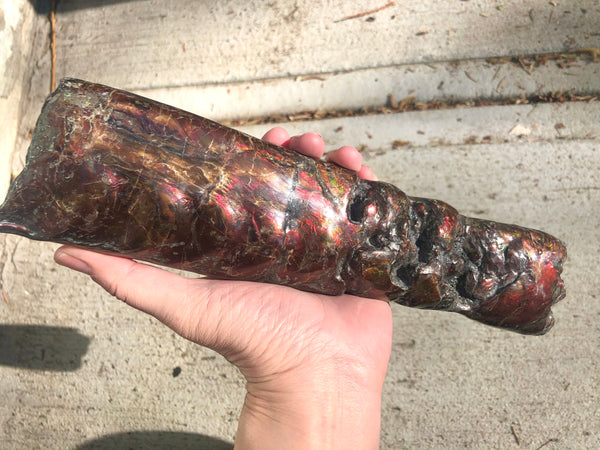 AF-70 Canadian Ammolite Bacculite Hand Polished Fossil LONG  10.78" Piece Baculites　バキュライト　アンモライト Baculite Free Shipping!!