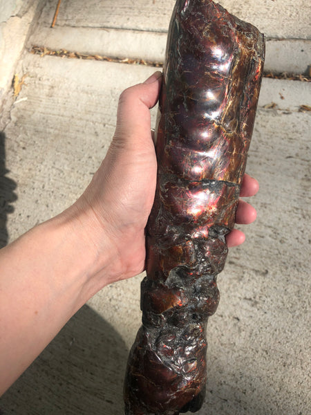 AF-70 Canadian Ammolite Bacculite Hand Polished Fossil LONG  10.78" Piece Baculites　バキュライト　アンモライト Baculite Free Shipping!!