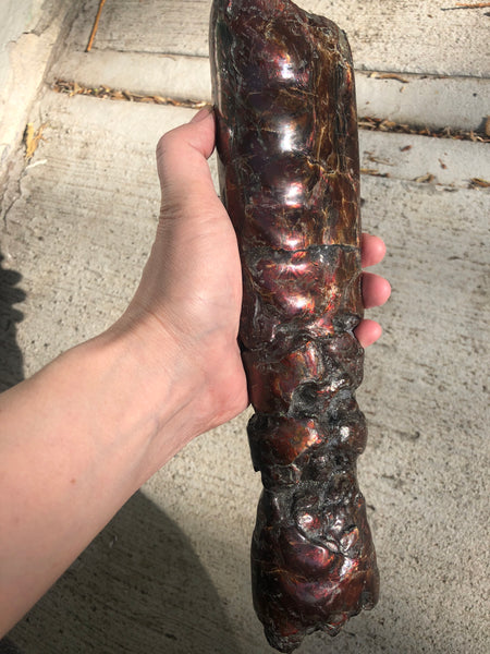AF-70 Canadian Ammolite Bacculite Hand Polished Fossil LONG  10.78" Piece Baculites　バキュライト　アンモライト Baculite Free Shipping!!