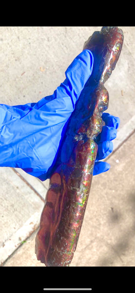 AF-70 Canadian Ammolite Bacculite Hand Polished Fossil LONG  10.78" Piece Baculites　バキュライト　アンモライト Baculite Free Shipping!!