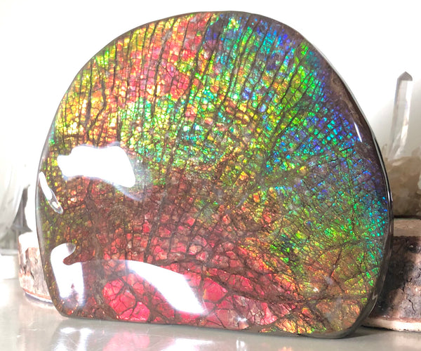 Ammolite Huge Display Stone Hand Specimen 152x135x22mm Rainbow Colors Dragon Skin Pattern Home Decor  Collector Gemstone Feng Shui CS-205  ***FREE SHIPPING****アンモライト　コレクターストーン