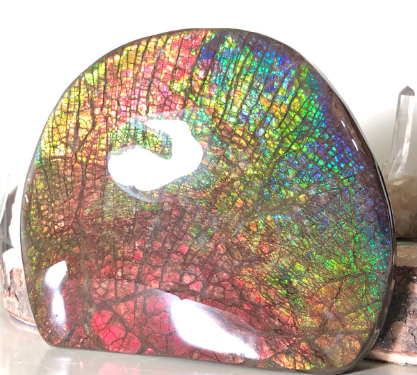 Ammolite Huge Display Stone Hand Specimen 152x135x22mm Rainbow Colors Dragon Skin Pattern Home Decor  Collector Gemstone Feng Shui CS-205  ***FREE SHIPPING****アンモライト　コレクターストーン
