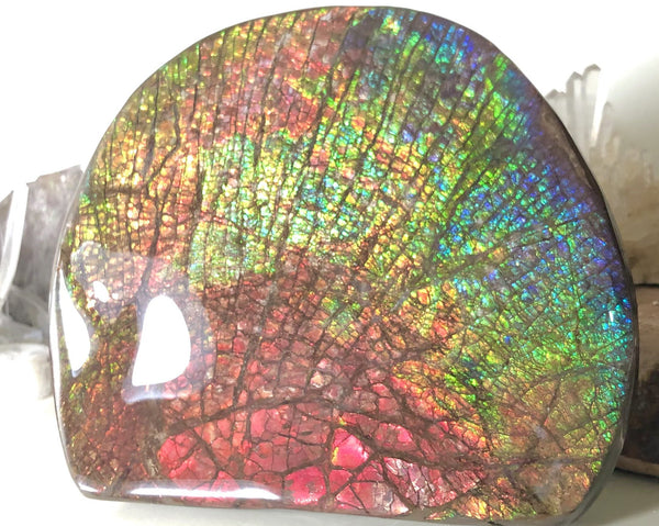 Ammolite Huge Display Stone Hand Specimen 152x135x22mm Rainbow Colors Dragon Skin Pattern Home Decor  Collector Gemstone Feng Shui CS-205  ***FREE SHIPPING****アンモライト　コレクターストーン