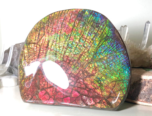 Ammolite Huge Display Stone Hand Specimen 152x135x22mm Rainbow Colors Dragon Skin Pattern Home Decor  Collector Gemstone Feng Shui CS-205  ***FREE SHIPPING****アンモライト　コレクターストーン