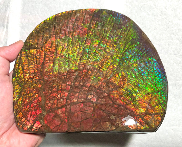 Ammolite Huge Display Stone Hand Specimen 152x135x22mm Rainbow Colors Dragon Skin Pattern Home Decor  Collector Gemstone Feng Shui CS-205  ***FREE SHIPPING****アンモライト　コレクターストーン
