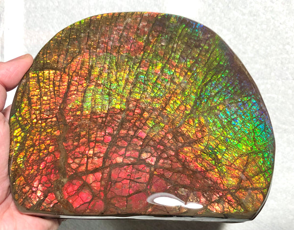 Ammolite Huge Display Stone Hand Specimen 152x135x22mm Rainbow Colors Dragon Skin Pattern Home Decor  Collector Gemstone Feng Shui CS-205  ***FREE SHIPPING****アンモライト　コレクターストーン