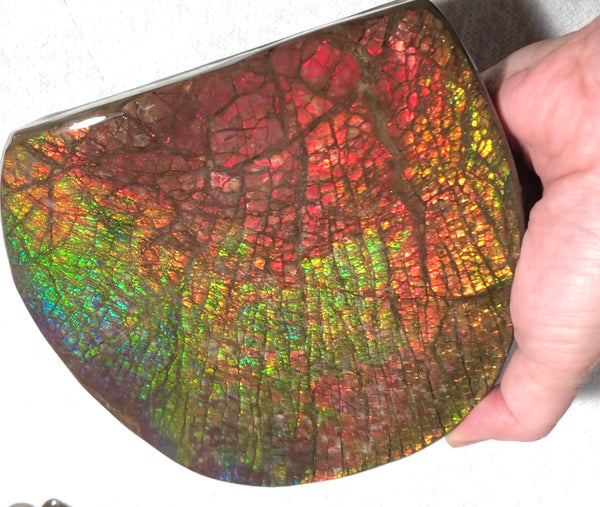 Ammolite Huge Display Stone Hand Specimen 152x135x22mm Rainbow Colors Dragon Skin Pattern Home Decor  Collector Gemstone Feng Shui CS-205  ***FREE SHIPPING****アンモライト　コレクターストーン