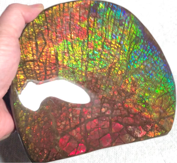 Ammolite Huge Display Stone Hand Specimen 152x135x22mm Rainbow Colors Dragon Skin Pattern Home Decor  Collector Gemstone Feng Shui CS-205  ***FREE SHIPPING****アンモライト　コレクターストーン