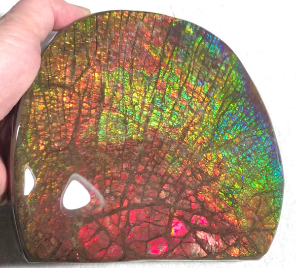 Ammolite Huge Display Stone Hand Specimen 152x135x22mm Rainbow Colors Dragon Skin Pattern Home Decor  Collector Gemstone Feng Shui CS-205  ***FREE SHIPPING****アンモライト　コレクターストーン