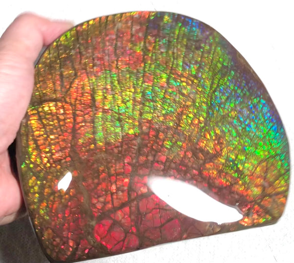 Ammolite Huge Display Stone Hand Specimen 152x135x22mm Rainbow Colors Dragon Skin Pattern Home Decor  Collector Gemstone Feng Shui CS-205  ***FREE SHIPPING****アンモライト　コレクターストーン