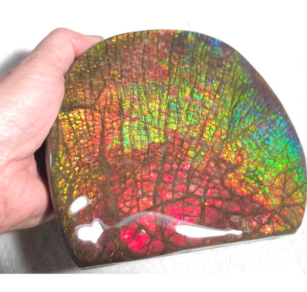 Ammolite Huge Display Stone Hand Specimen 152x135x22mm Rainbow Colors Dragon Skin Pattern Home Decor  Collector Gemstone Feng Shui CS-205  ***FREE SHIPPING****アンモライト　コレクターストーン