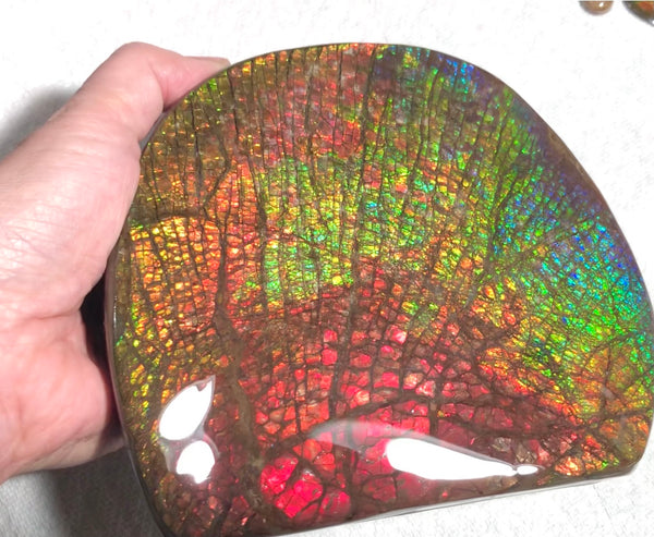 Ammolite Huge Display Stone Hand Specimen 152x135x22mm Rainbow Colors Dragon Skin Pattern Home Decor  Collector Gemstone Feng Shui CS-205  ***FREE SHIPPING****アンモライト　コレクターストーン
