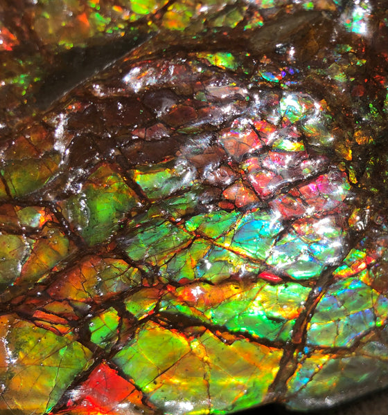A Huge Ammolite Display Stone  Fossil Section Piece 340mm 13.38" Collector Stone Home Décor  - CS-220***アンモライト 超大型両面　コレクターストーン