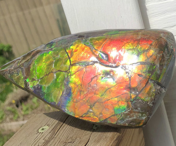 CS-215 Collector Display Ammolite Natural POLISHED Three Sided Specimen Gemstone Section Edge Keel Piece, Feng Shui, Ammonite, Fossil, Home Décor,FREE SHIPPING