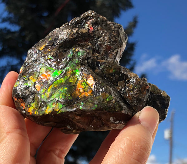 3.55"  Ammolite Rough Display Double-Sided  90mm - RS-21 Rough Stone Collection Ammolite