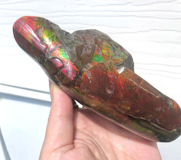CS-215 Collector Display Ammolite Natural POLISHED Three Sided Specimen Gemstone Section Edge Keel Piece, Feng Shui, Ammonite, Fossil, Home Décor,FREE SHIPPING