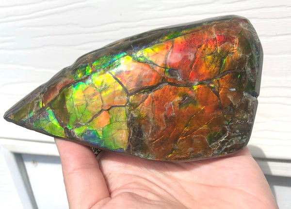 CS-215 Collector Display Ammolite Natural POLISHED Three Sided Specimen Gemstone Section Edge Keel Piece, Feng Shui, Ammonite, Fossil, Home Décor,FREE SHIPPING