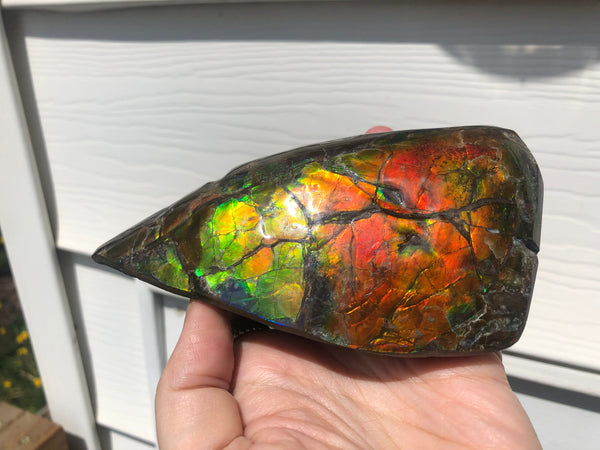 CS-215 Collector Display Ammolite Natural POLISHED Three Sided Specimen Gemstone Section Edge Keel Piece, Feng Shui, Ammonite, Fossil, Home Décor,FREE SHIPPING