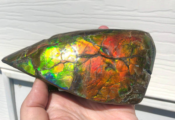 CS-215 Collector Display Ammolite Natural POLISHED Three Sided Specimen Gemstone Section Edge Keel Piece, Feng Shui, Ammonite, Fossil, Home Décor,FREE SHIPPING