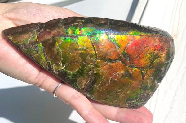 CS-215 Collector Display Ammolite Natural POLISHED Three Sided Specimen Gemstone Section Edge Keel Piece, Feng Shui, Ammonite, Fossil, Home Décor,FREE SHIPPING