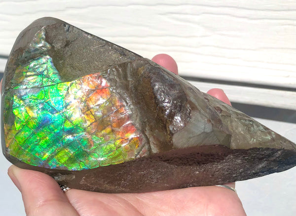 CS-215 Collector Display Ammolite Natural POLISHED Three Sided Specimen Gemstone Section Edge Keel Piece, Feng Shui, Ammonite, Fossil, Home Décor,FREE SHIPPING