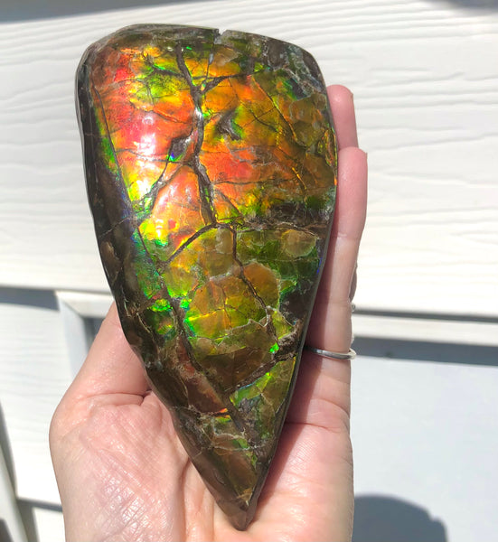 CS-215 Collector Display Ammolite Natural POLISHED Three Sided Specimen Gemstone Section Edge Keel Piece, Feng Shui, Ammonite, Fossil, Home Décor,FREE SHIPPING