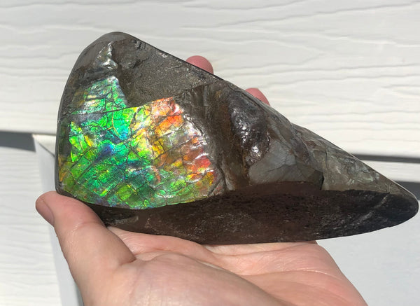 CS-215 Collector Display Ammolite Natural POLISHED Three Sided Specimen Gemstone Section Edge Keel Piece, Feng Shui, Ammonite, Fossil, Home Décor,FREE SHIPPING