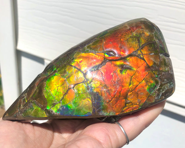 CS-215 Collector Display Ammolite Natural POLISHED Three Sided Specimen Gemstone Section Edge Keel Piece, Feng Shui, Ammonite, Fossil, Home Décor,FREE SHIPPING