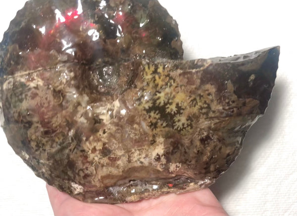 Ammolite Placenticeras Intercalare  153x122mm ***Free Shipping***  AF-59  Ammolite  Ammonite Fossil